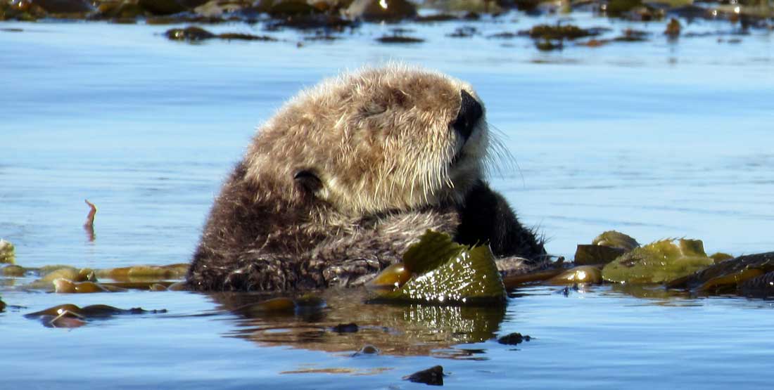 otter in santa cruz