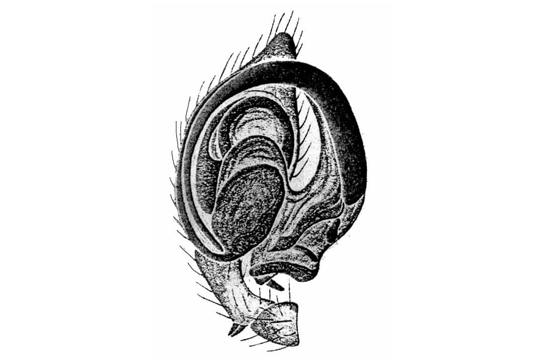illustrated spider palp