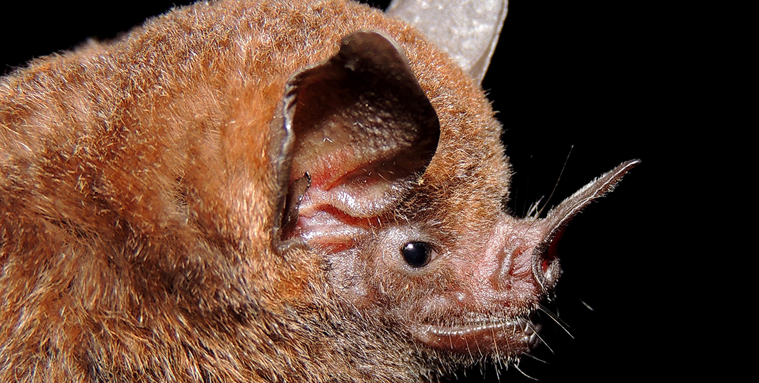 A closeup of the face of a short-nosed fruit bat