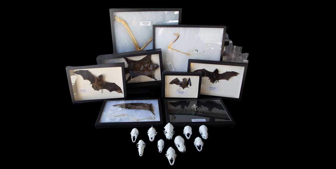 Bat Burke Box