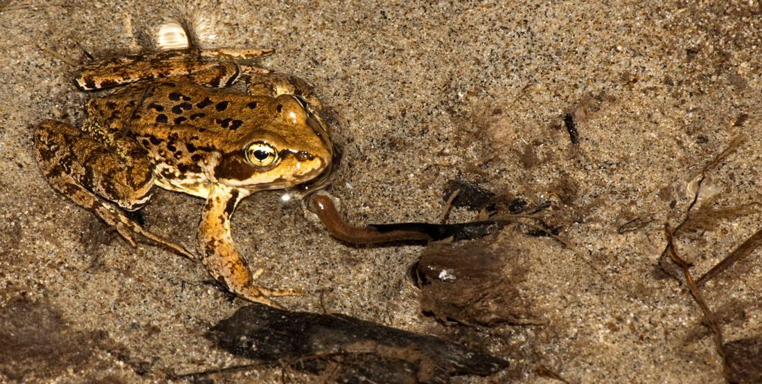 A frog that is brown with black spots on its back and yellow on its underside, sitting in shallow water with sand