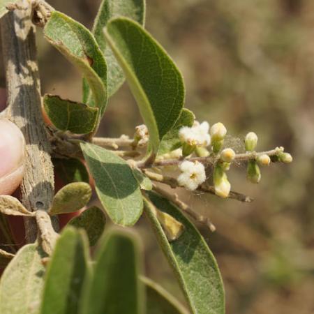 close up of a hand holding a branch of flowering tree