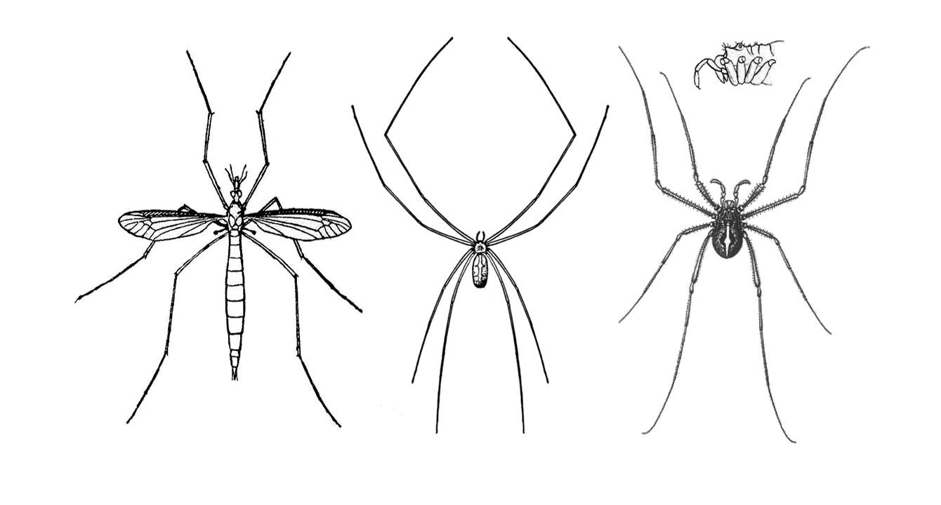illustrations of a crane fly, house spider and a harvestman to compare them next to each other