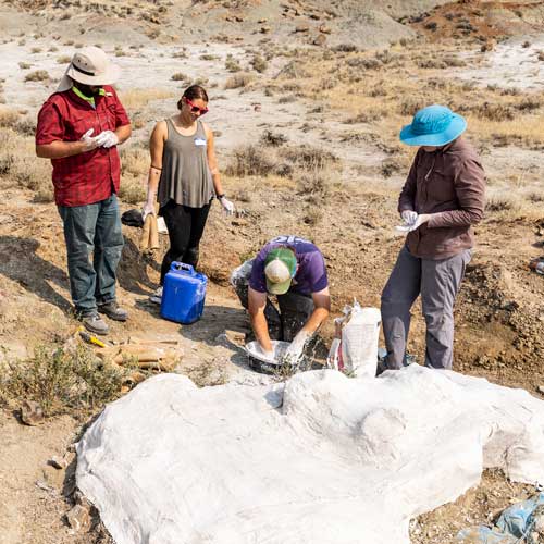 DIG Field School participants in the dig field school stand around a plaster jacket made for a fossil