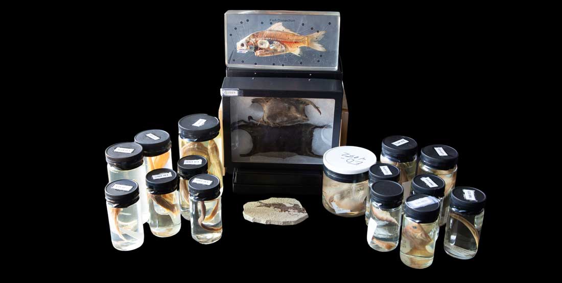 fish burke box