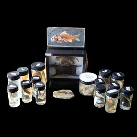 fish burke box