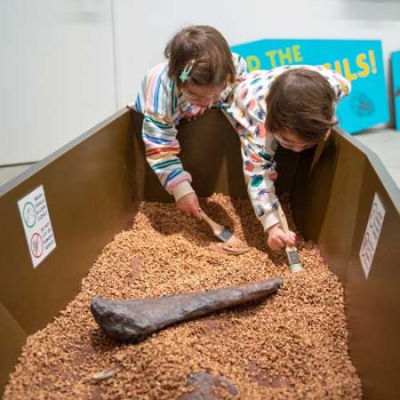 fossil finders dig pit activity
