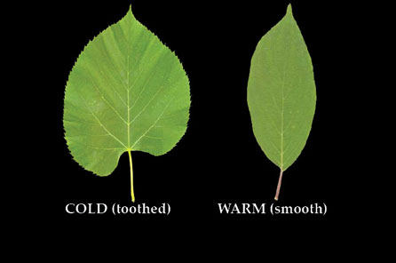 A view of two leaves one pointy with smooth edges and one round with toothed edges