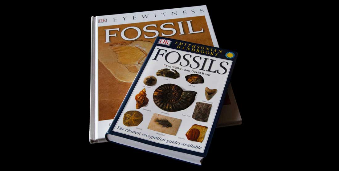 fossils burke box