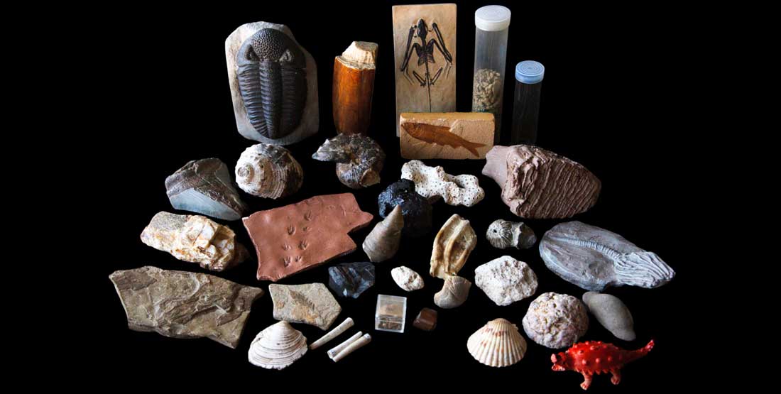 fossils burke box