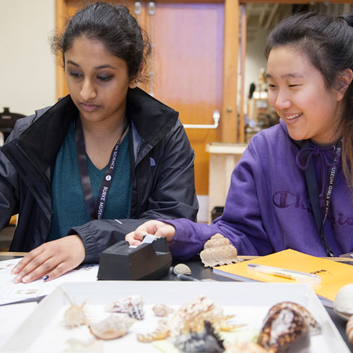High School Girls in Science program at the Burke Museum participants research shell specimens