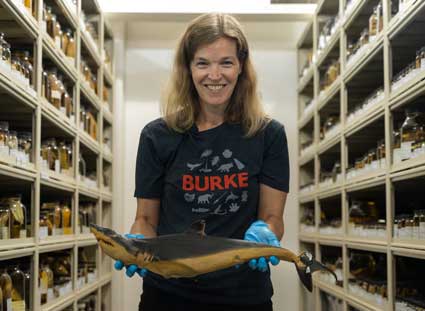 Interconnected: Biology at the Burke katherine maslenikov holds a shark specimen in the fish collections