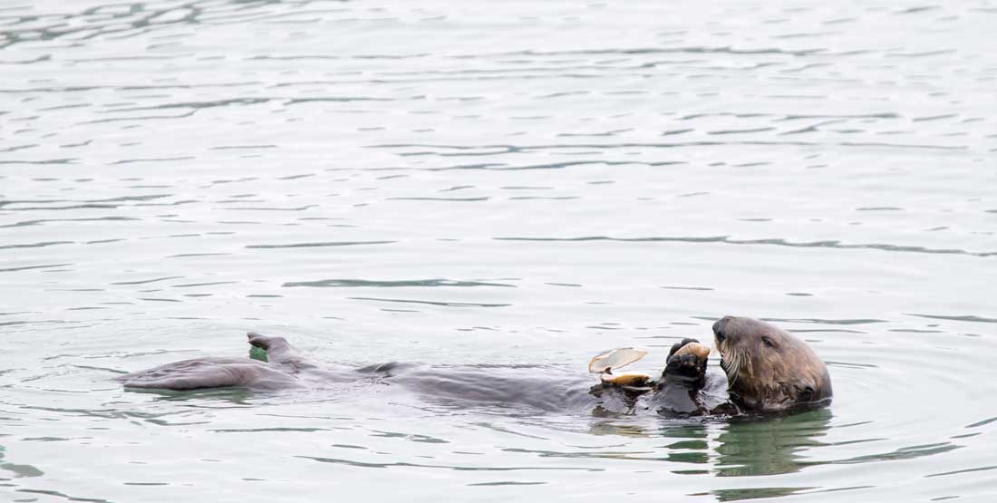 otter