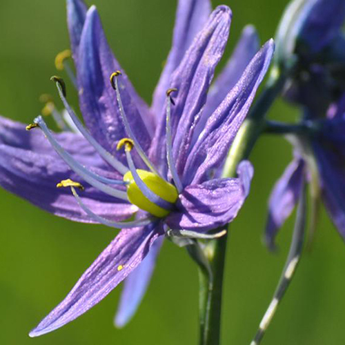 close up of purple camas in bloom