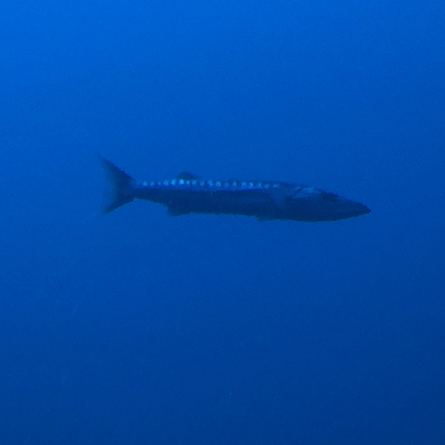large fish photographed underwater
