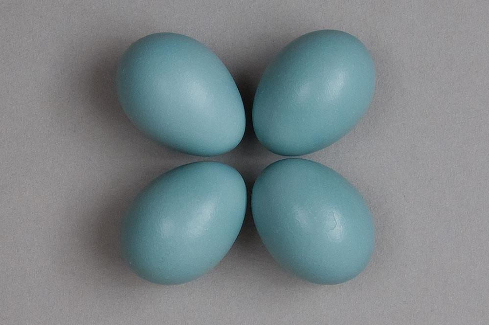 four robins eggs
