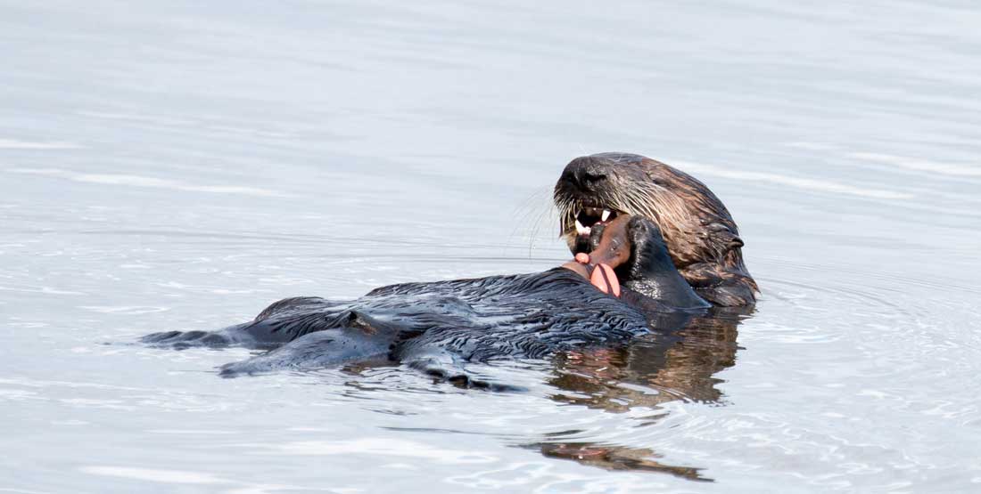 otter