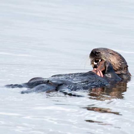 otter