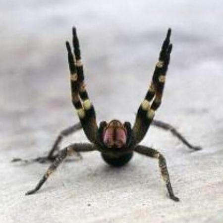 A spider with four of its legs in the air