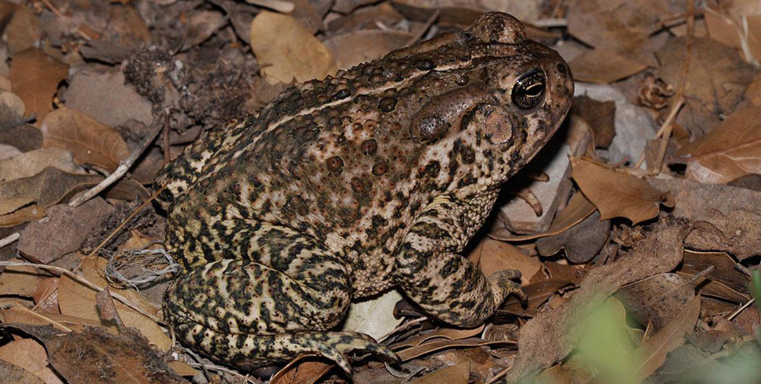 A brown frog with black splotches and bumps on its back sits on the ground that is covered by brown leaves
